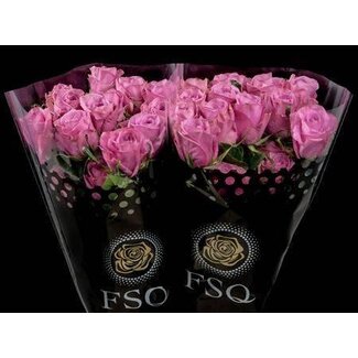 Freshy Rose à grandes fleurs “Scandall” | Couleur: Rose Violet | Longueur ± 60 centimètre | Origine Équateur | Par 20 roses