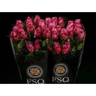 Freshy Large-flowered Rose “Moody Blues” | Colour: Purple | Length ± 60 centimeter | Origin Ecuador | Per 20 roses