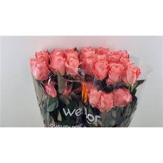 Freshy Rosen “Dragon Fly” | Farbe: Rosa | Länge ± 50 centimeter | Pro 25 Rosen