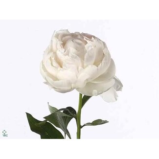 Freshy Paeonia Pfingstrose L “Madame Claude Tain” | Farbe: Weiß | Länge ± 55 centimeter | Pro 10 frische Blumen