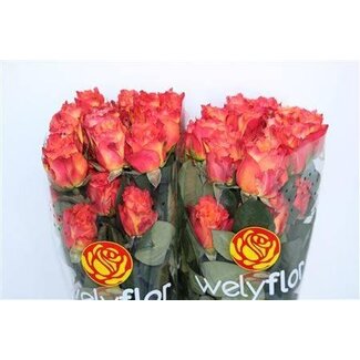 Freshy Rosen “Free Spirit” | Farbe: Rot | Länge ± 60 centimeter | Pro 25 Rosen