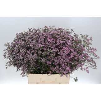 Freshy Limonium Safora “Oshi Pink” | Couleur: Violet | Longueur ± 70 centimeter | Par 25 tiges de fleurs fraîches