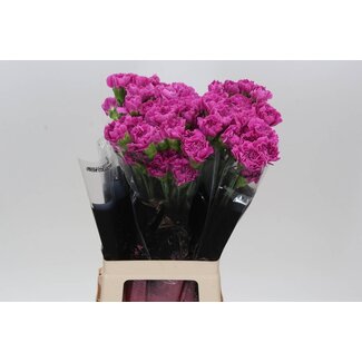 Freshy Oeillet long “Farida” | Couleur: Rose | Longueur ± 70 centimeter | Par 20 fleurs fraîches