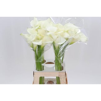 Freshy Zantedeschia Calla “Captain Ventura” | Couleur: Blanc | Longueur ± 70 centimeter | Par 10 fleurs fraîches