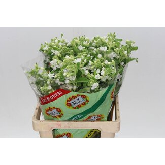 Freshy Oxypetalum Coeruleum “Perf White Harmony” | Couleur: Blanc | Longueur ± 65 centimeter | Par 20 tiges de fleurs fraîches
