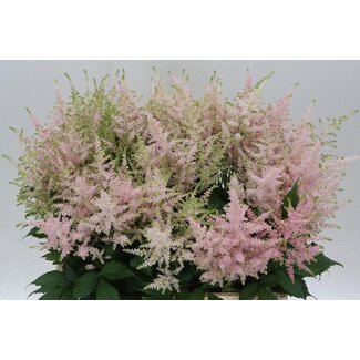 Freshy Astilbe Japonica “Europa” | Couleur: Rose | Longueur ± 60 centimeter | Par 10 tiges de fleurs fraîches
