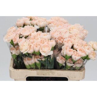 Freshy Kurze Nelke “Lizzy” | Farbe: Pfirsich | Länge ± 55 centimeter | Pro 20 frische Blumen
