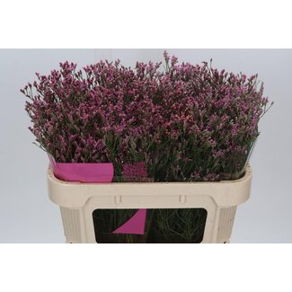 Freshy Limonium Statice Sinuata “Tiffany Diamond” | Farbe: Rosa | Länge ± 70 centimeter | Pro 25 Stiele frische Blumen