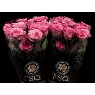 Freshy Rose à grandes fleurs “Ashley Pink” | Couleur: Rose | Longueur ± 50 centimeter | Origine Ecuador | Par 24 roses