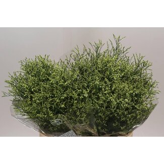 Freshy Limonium Statice Sinuata “China Lemon” | Couleur: Jaune | Longueur ± 80 centimeter | Par 25 tiges de fleurs fraîches