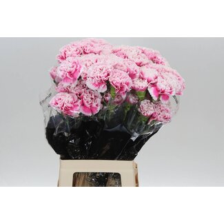Freshy Œillet long “Malabar” | Couleur: Rose | Longueur ± 70 centimeter | Par 20 fleurs fraîches