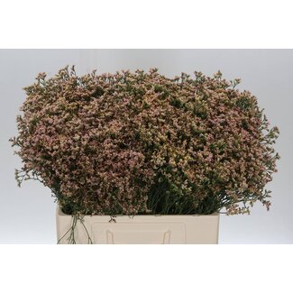 Freshy Limonium Statice Sinuata “Senecio Nectarin” | Farbe: Rosa | Länge ± 60 centimeter | Pro 25 Stiele frische Blumen