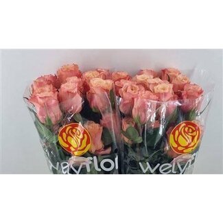 Freshy Roses “Fascination” | Colour: Pink | Length ± 50 centimetre | Per 25 roses