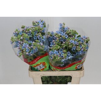 Freshy Oxypetalum Co Tanacetum “Pure Blue” | Couleur: Bleu | Longueur ± 65 centimeter | Par 20 fleurs fraîches