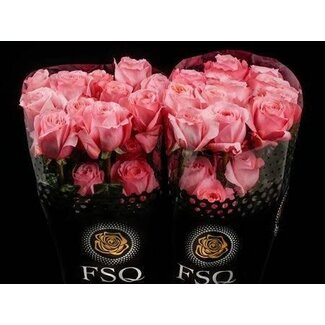 Freshy Großblütige Rose “Pink X-pression” | Farbe: Rosa | Länge ± 70 centimeter | Herkunft Ecuador | Pro 20 frische Rosen