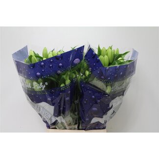 Freshy Lilie Oriental Aqua “Aqua Blizzard” | Farbe: Weiß | Länge ± 95 centimeter | Pro 10 Stiele frische Blumen