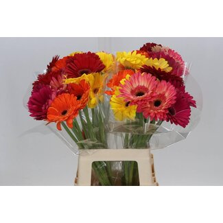 Freshy Gerbera Mix Züchterwahl | Farbe: Gemischte Farben | Lengte ± 65 centimeter | Pro 10 frische Blumen