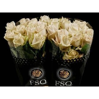 Freshy Großblütige Rose “Sandy” | Kleur: Rosa Weiß | Länge ± 50 centimeter | Herkunft Ecuador | Pro 20 frische Rosen