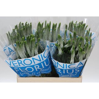 Freshy Veronica Ereprijs “Smart Luna” | Couleur: Blanc | Longueur ± 60 centimeter | Par 25 fleurs fraîches