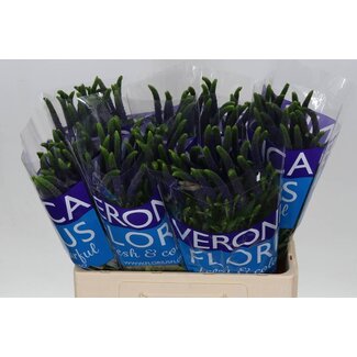 Freshy Veronica Ereprijs “Smart Navy” | Couleur: Bleu | Longueur ± 60 centimeter | Par 25 fleurs fraîches