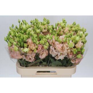 Freshy Eustoma Lisianthus Double “Alissa Light Apricot” | Couleur: Rose | Longueur ± 70 centimeter | Par 10 tiges de fleurs fraîches