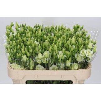 Freshy Eustoma Lisianthus Gefüllt “Rosi Green” | Farbe: Grün | Länge ± 70 centimeter | Pro 10 Stielen frische Blumen
