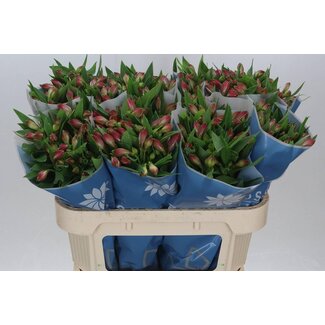Freshy Alstroemeria “Bubblicious” | Farbe: Rosa | Länge ± 75 centimeter | Pro 10 Stiele frische Blumen
