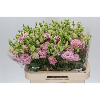 Freshy Eustoma Lisianthus Gefüllt “Alissa Light Pink” | Farbe: Rosa | Länge ± 70 centimeter | Pro 10 Stiele frische Blumen