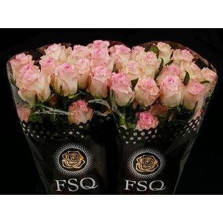 Freshy Großblütige Rose “Mandala” | Farbe: Rosa | Länge ± 60 centimeter | Herkunft Ecuador | Pro 20 frische Rosen