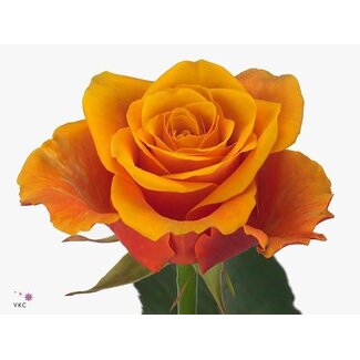 Freshy Rose à grandes fleurs “Espana” | Couleur: Jaune Orange | Longueur ± 60 centimeter | Origine Équateur | Par 20 roses fraîches