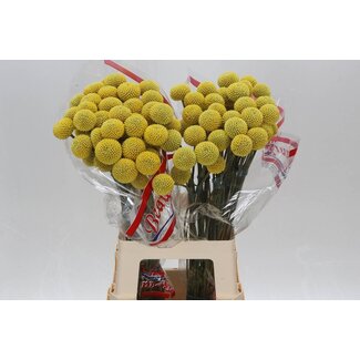 Freshy Craspedia “Paint Pop” | Farbe: Gelb | Länge ± 65 centimeter | Pro 50 frische Blumen