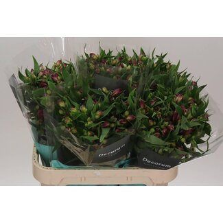 Freshy Alstroemeria “Kimora” | Couleur: Rouge | Longueur ± 75 centimeter | Par 10 tiges de fleurs fraîches