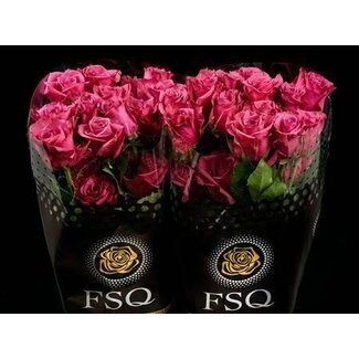 Freshy Großblütige Rose “Blue Berry” | Farbe: Fuchsia | Länge ± 60 centimeter | Herkunft Ecuador | Pro 20 frische Rosen