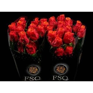 Freshy Großblumige Rose “Espana” | Farbe: Gelb Orange | Länge ± 50 centimeter | Herkunft Ecuador | Pro 20 frische Rosen