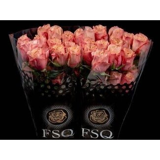 Freshy Großblütige Rose “Baru” | Farbe: Rosa | Länge ± 60 centimeter | Herkunft Ecuador | Pro 20 frische Rosen