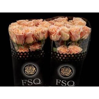 Freshy Großblütige Rose “Phoenix” | Farbe: Pfirsich | Länge ± 50 centimeter | Herkunft Ecuador | Pro 20 frische Rosen