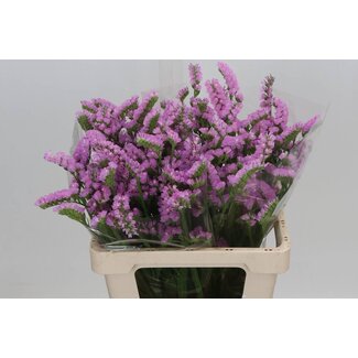 Freshy Limonium Statice Sinuata “Fantasia Wings” | Colour: Pink | Length ± 60 centimeter | Dutch | Per 25 stems fresh flowers