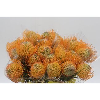Freshy Leucospermum Nutans “Jelena” | Farbe: Orange | Länge ± 40 centimeter | Pro 10 frische Blumen