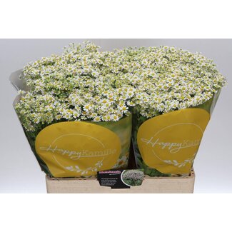 Freshy Tanacetum Parthenium “Single Vegmo” | Couleur: Blanc | Longueur ± 60 centimeter | Par 25 tiges de fleurs fraîches