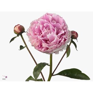 Freshy Paeonia Pivoine L “Sarah Bernhardt” | Couleur: Violet | Longueur ± 60 centimeter | Par 10 pivoines fraîches