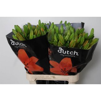 Freshy Lelie Longiflorum x Aziatische Lelie Aqua “Sunderland” | Kleur: Oranje | Lengte ± 90 centimeter | Per 10 stelen verse bloemen