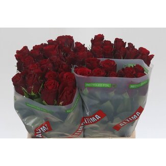 Freshy Roses “Upper Class” | Couleur: Rouge | Longueur ± 40 centimeter | Par 20 roses