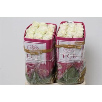 Freshy Roses “Playa Blanca” | Couleur: Blanc | Longueur ± 60 centimeter | Origine Équateur | Par 25 roses