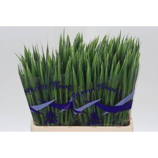 Freshy Iris “Hong Kong” | Farbe: Violett | Länge ± 64 centimeter | Pro 50 Stiele frische Blumen