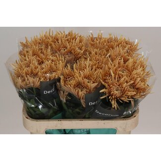 Freshy Deko Chrysanthemum Chrysant “Cipria Lachs” | Farbe: Braun | Länge ± 70 centimeter | Pro 10 frische Blumen