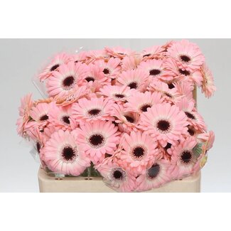 Freshy Germini Aqua “Dixon” | Couleur: Rose | Longueur ± 50 centimeter | Par 20 fleurs fraîches