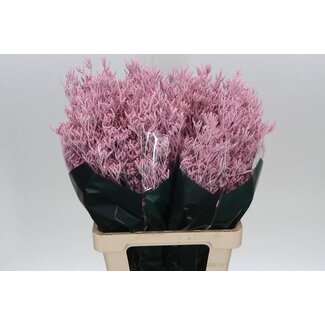 Freshy Limonium “Skylight” Traité en couleur | Couleur: Rose pâle | Longueur ± 70 centimeter | Par 25 tiges de fleurs fraîches