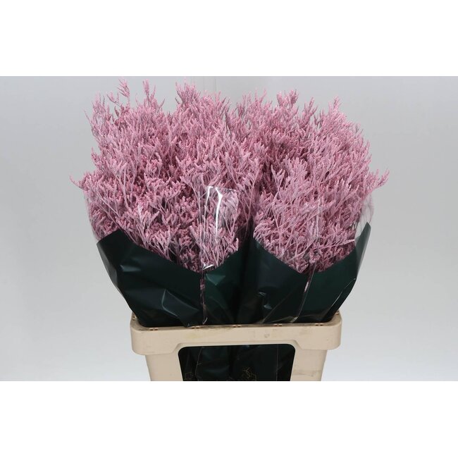 Limonium “Skylight” coloré | Couleur: Rose pâle | Longueur ± 70 centimètres | Par 25 tiges de fleurs fraîches