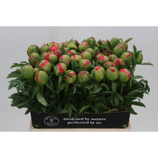 Freshy Paeonia Pfingstrose L “Coral Sunset” | Farbe: Rosa | Länge ± 60 centimeter | Per 10 frische Pfingstrosen