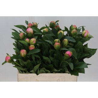 Freshy Paeonia Pivoine L “Kolossos” | Couleur: Rose | Longueur ± 55 centimeter | Par 10 pivoines fraîches
